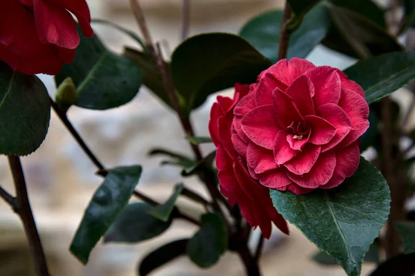 Rote Kamelienblüte Auf Ihrem Zweig Mit Blättern Aus Der Nähe — Stockfoto