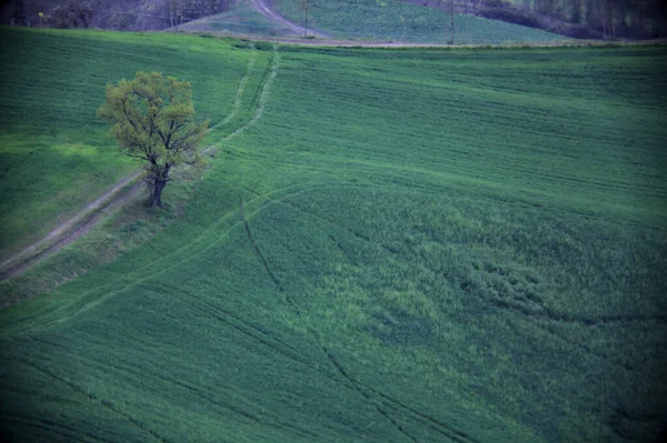 Feldweg Hang Mit Einem Baum Rand — Stockfoto