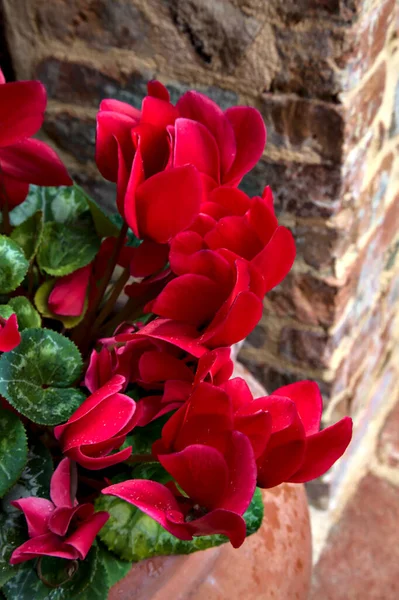 Rote Cyclamen Mit Blättern Einer Vase Aus Der Nähe Gesehen — Stockfoto