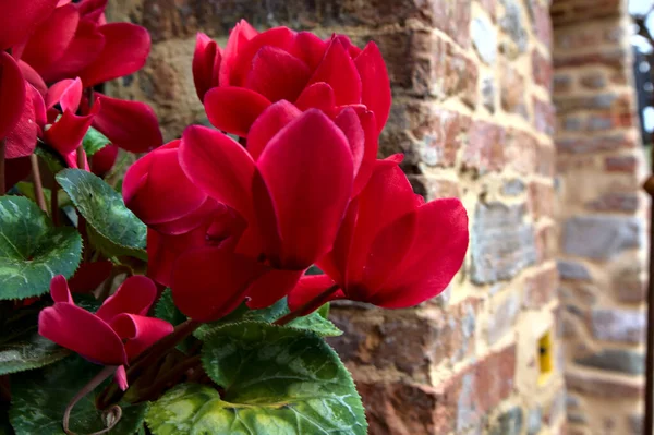 Red Cyclamens Leaves Vase Seen Close — 图库照片