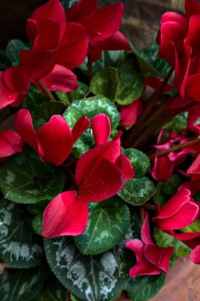 Red Cyclamens Leaves Vase Seen Close — Stock Photo, Image
