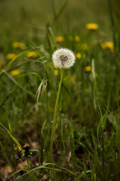 Dandelion Grass Edge Road — Zdjęcie stockowe