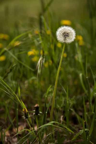 Löwenzahn Gras Wegesrand — Stockfoto