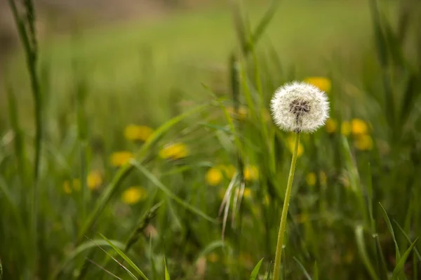 Dandelion Grass Edge Road — Fotografia de Stock