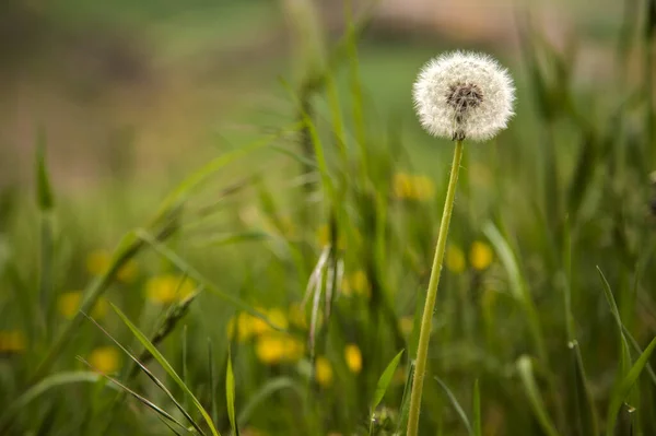 Dandelion Grass Edge Road — Foto de Stock