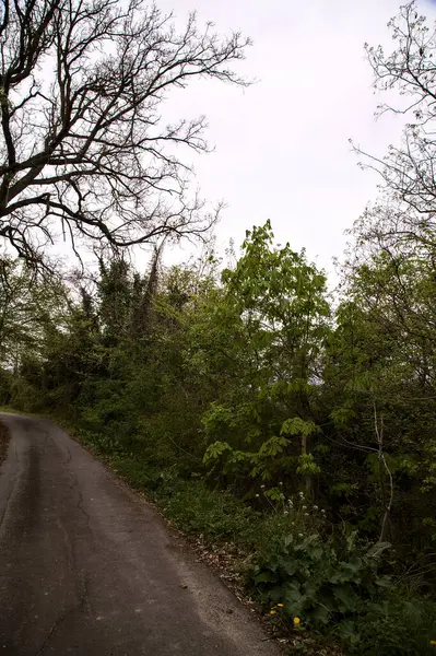 Road Crosses Wood Italian Countryside Rainy Day Spring — Photo