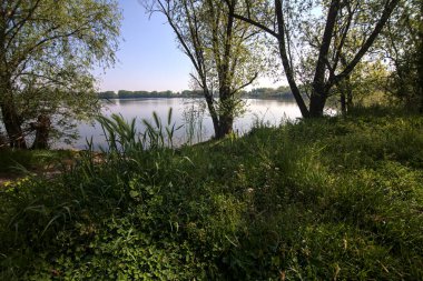 Kıyıdan görünen ve baharda ağaçlar tarafından çerçevelenen göl.