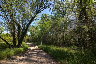 Baharda İtalya 'nın kenar mahallelerindeki bir parkta çamurlu bir patika.