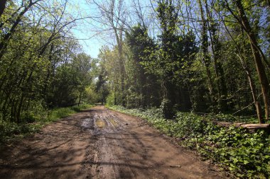 Baharda İtalya 'nın kenar mahallelerindeki bir parkta çamurlu bir patika.