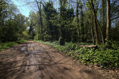 Baharda İtalya 'nın kenar mahallelerindeki bir parkta çamurlu bir patika.
