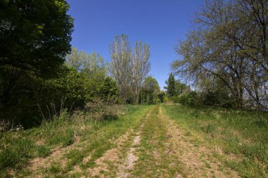 Baharın açık bir gününde gölün kıyısındaki ağaçlarla çevrili toprak patika.