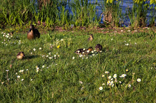 Canetons Avec Colverts Bord Lac Printemps — Photo