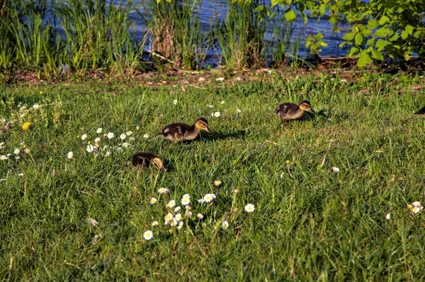 Canetons Avec Colverts Bord Lac Printemps — Photo