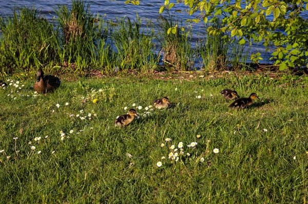 Canetons Avec Colverts Bord Lac Printemps — Photo