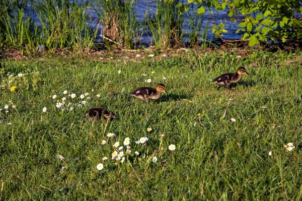 Entenküken Mit Stockenten Ufer Eines Sees Frühling — Stockfoto