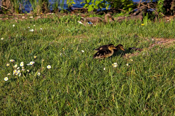 Ankungar Med Gräsänder Vid Stranden Sjö Våren — Stockfoto