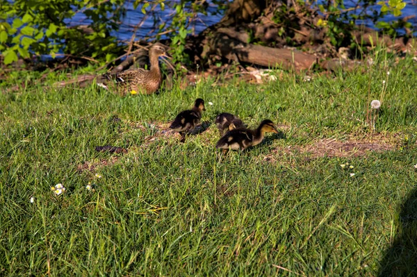 Entenküken Mit Stockenten Ufer Eines Sees Frühling — Stockfoto