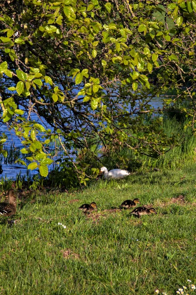 Entenküken Mit Stockenten Ufer Eines Sees Frühling — Stockfoto