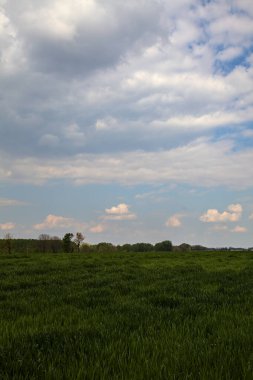 Büyümenin erken safhalarındaki mısır tarlaları baharın bulutlu bir gününde