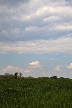 Büyümenin erken safhalarındaki mısır tarlaları baharın bulutlu bir gününde