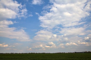 Büyümenin erken safhalarındaki mısır tarlaları baharın bulutlu bir gününde