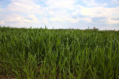 Büyümenin erken aşamalarında arka planda açık bir gökyüzü ile yakından görülen mısır bitkisi