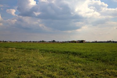Büyümenin erken safhalarındaki mısır tarlaları baharın bulutlu bir gününde