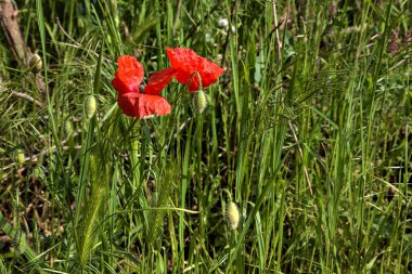 Kırsaldaki bir yolun kenarında tilki kuyruğu kulaklı gelincikler açar.