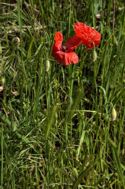 Kırsaldaki bir yolun kenarında tilki kuyruğu kulaklı gelincikler açar.