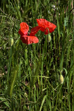 Kırsaldaki bir yolun kenarında tilki kuyruğu kulaklı gelincikler açar.