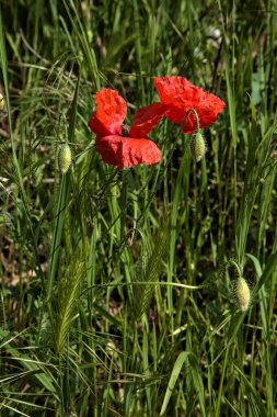 Kırsaldaki bir yolun kenarında tilki kuyruğu kulaklı gelincikler açar.