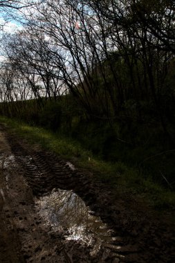 İtalyan kırsalında, üzerinde ağaçlar olan gölgeli bir patika.