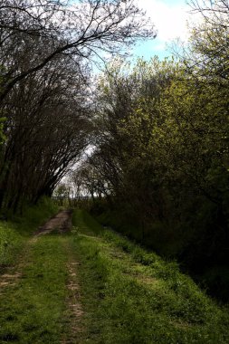 İtalyan kırsalında, üzerinde ağaçlar olan gölgeli bir patika.