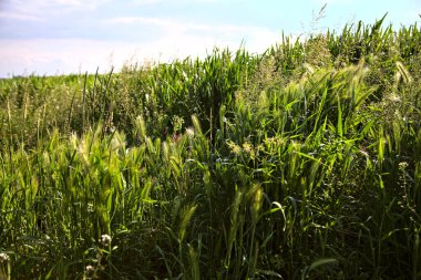 Arka planda gökyüzü ile yakından görülen bir tarlada otlar ve tilki kuyruğu kulakları