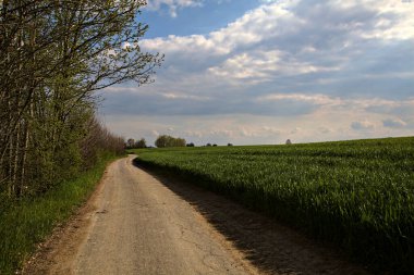İtalya kırsalında bir koruluğun yanındaki çakıl yolu.