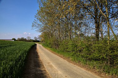 İtalya kırsalında bir koruluğun yanındaki çakıl yolu.