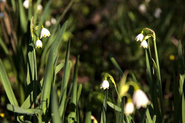 Güneş tarafından aydınlatılan yapraklı kar tanesi çiçekleri