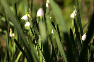 Güneş tarafından aydınlatılan yapraklı kar tanesi çiçekleri