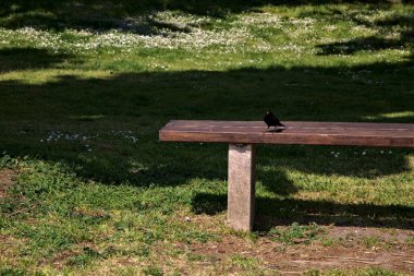 Bankta duran siyah kuş