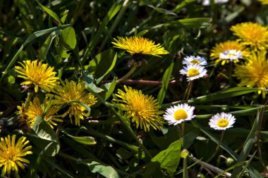 Karahindiba ve papatyalar çimlerde