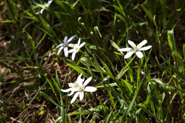 Beytüllahim 'in yıldızı çimlerin üzerinde, yakından görülüyor.