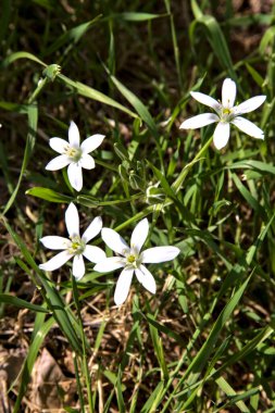 Beytüllahim 'in yıldızı çimlerin üzerinde, yakından görülüyor.