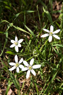 Beytüllahim 'in yıldızı çimlerin üzerinde, yakından görülüyor.