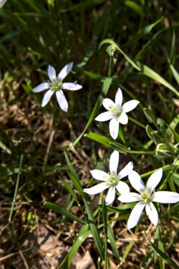 Beytüllahim 'in yıldızı çimlerin üzerinde, yakından görülüyor.