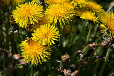 Çimlerde bir grup karahindiba. Yakından görülüyor.