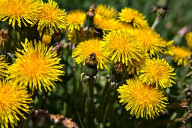 Çimlerde bir grup karahindiba. Yakından görülüyor.