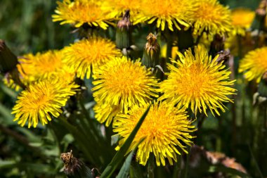 Çimlerde bir grup karahindiba. Yakından görülüyor.