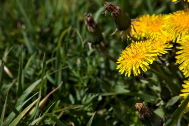 Çimlerde bir grup karahindiba. Yakından görülüyor.