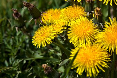 Çimlerde bir grup karahindiba. Yakından görülüyor.
