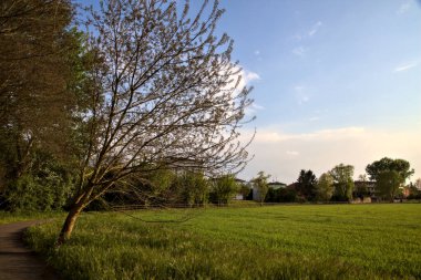 Bisiklet yolu ilkbaharda gün batımında bir tarlayla sınırlıydı.